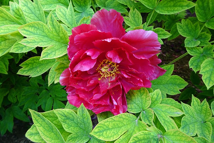 Red Peony